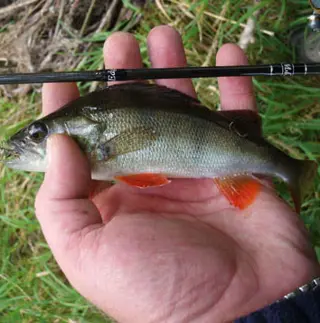 Deel 1) 3 sets van elk 2 Ultra Light mini Tandem spinnertjes voor Forel - Ruisvoorn - Baars