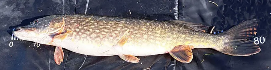 Deel 4) 2 stuks Snoekstreamers serie D met 2 dreggen voor Spinhengel Baitcaster