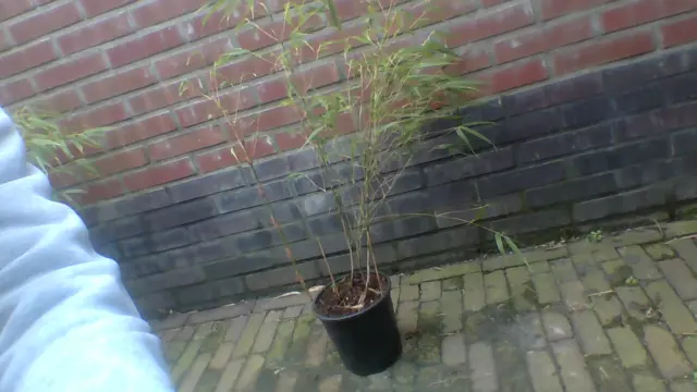 Bamboe struiken 120 cm hoog