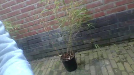 Bamboe struiken 120 cm hoog