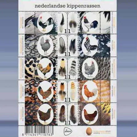 Nederlandse Kippenrassen (2017)