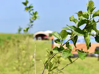 Loeigoed kamperen op boerderijcamping met koeien