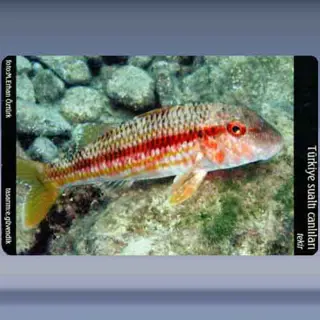 Tekir / Striped Mullet (2005)