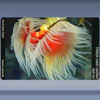 Tüplü Kurt (kırmizi) (2005)