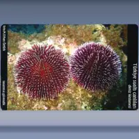 Deniz Kestanesi / Sea-urchin (2005)