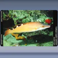 Benekli Lapin / Cuckoo Wrasse (2005)