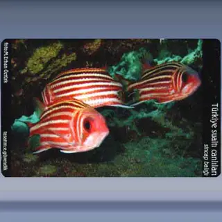 Sincap Baligi / Redcoat sand weever (2005)