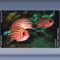 Sincap Baligi / Redcoat sand weever (2005)