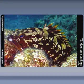 Orfoz / Grouper (2005)