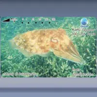 Sotong, Pulau Seribu (1993)