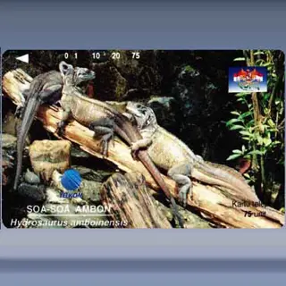 Hydrosaurus amboinensis (1996)