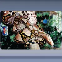Python reticulatus (1996)