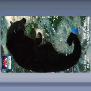 Binturong, Arctictis binturong (1996)
