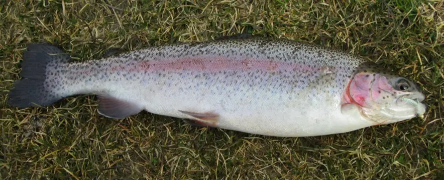 Set P 16 van 4 Forel-Ruisvoorn-Baars Propellervliegen enz. voor vlieghengel