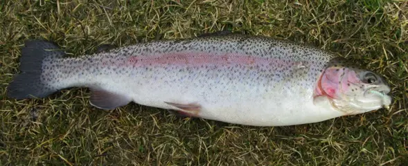 Set P 16 van 4 Forel-Ruisvoorn-Baars Propellervliegen enz. voor vlieghengel