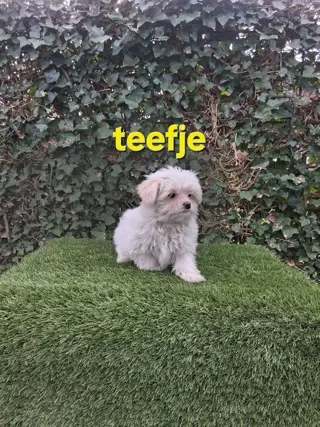 Te koop.mooie kleinblijvende speelse boomer pups