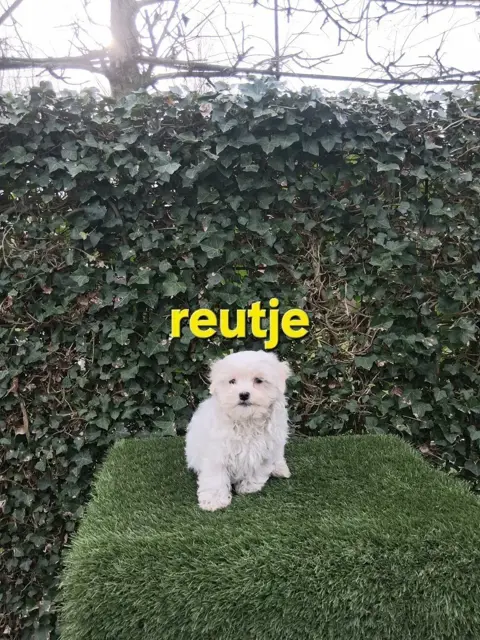 te koop mooie kleinblijvende speelse boomer pups