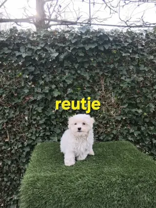 te koop mooie kleinblijvende speelse boomer pups