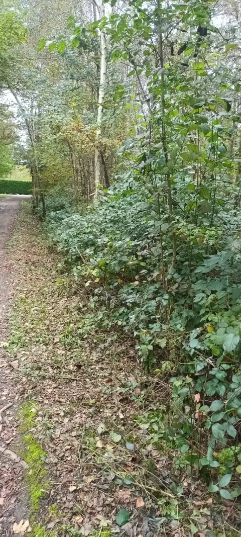 België Prachtig Woudperceel 24 are