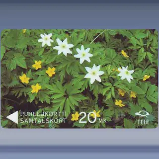 Wood and Yellow Anemones (1991)