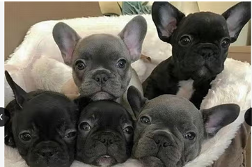 Franse Bulldog pups in huis opgevoed.