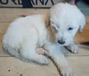 Geweldige puppy's te koop voor geweldige baasjes!!!!