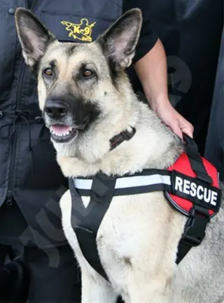 Julius K-9 Y-gordel voor K9 tuig