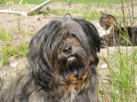 Staat ter dekking boomer [ niet te koop ]