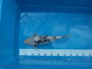 Te koop 9 zeer mooie koi