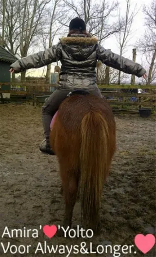 Verzorg paard gezocht !