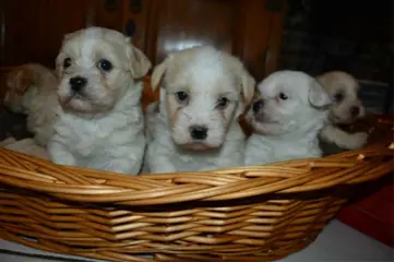 Nest van malthezer - boemer - shih tzu