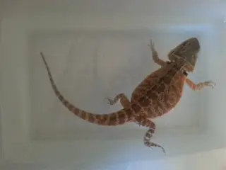 Jonge baardagamen met certificaat