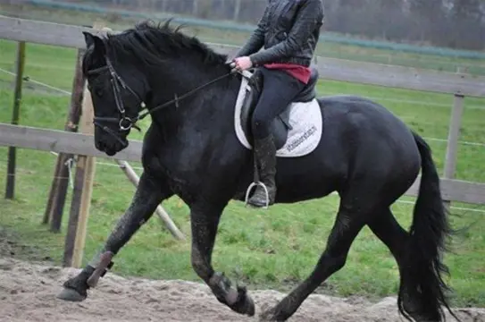 Prachtige Friese Ruin