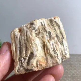 Prachtig versteend Araucariahout uit Madagaskar.