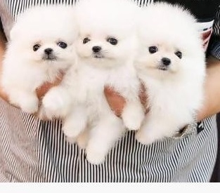 Raszuivere Pomeranian pups