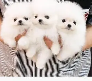 Raszuivere Pomeranian pups