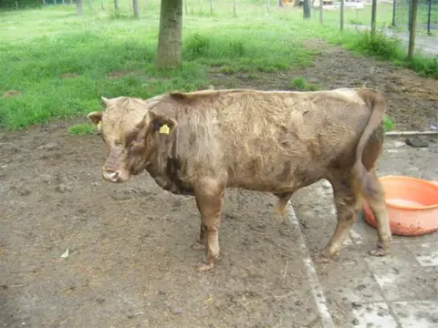 Dahomey stier te koop