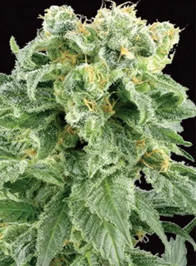 Amsterdam Seed Store | Top kwaliteit zaden