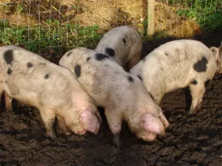 Varkens schietmasker ( de meest humane manier van verdoven)