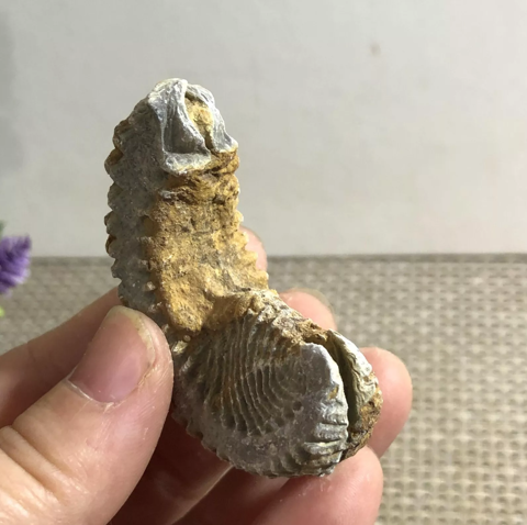 Een ritssluiting oester fossiel uit Madagaskar Zelden aangeboden