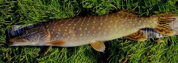 Deel 7) 2 stuks FL snoekstreamers op Double Hook/Fleurhaak voor Spinhengel, Baitcaster