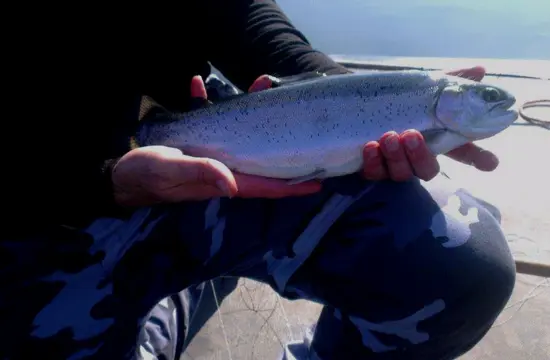 Set P 16 van 4 Forel-Ruisvoorn-Baars Propellervliegen voor vlieghengel en Ultra Light spinhengel