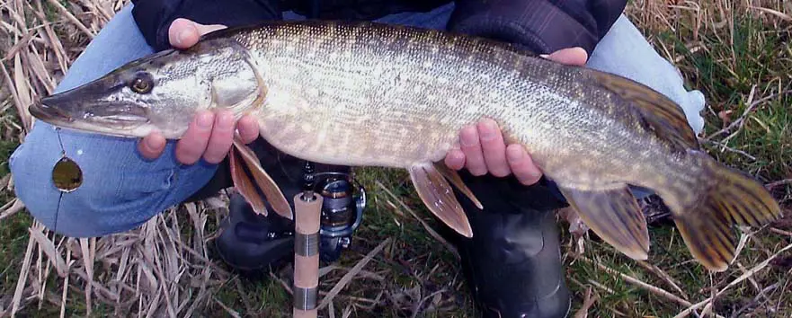 Set G 3 & G 4 van elk 2 stuks Baars / Snoekspinners met streamer