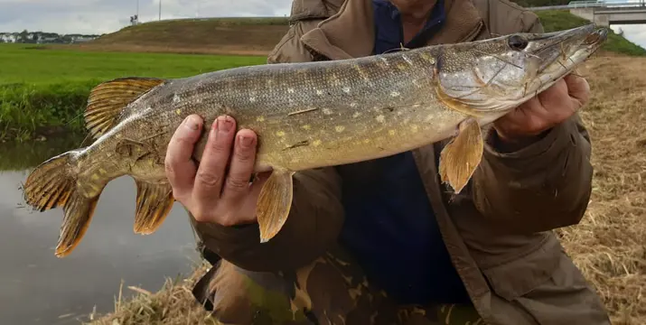 Deel 4) 2 stuks Snoekstreamers serie D met 2 dreggen voor Spinhengel Baitcaster