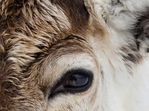 Sami en rendieren belevenis