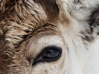 Sami en rendieren belevenis