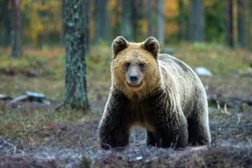 Beren spotten bij Iisakki Village