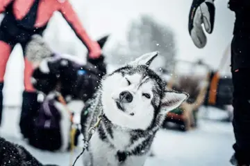 Huskysafari lang, inclusief fika - 3 uur