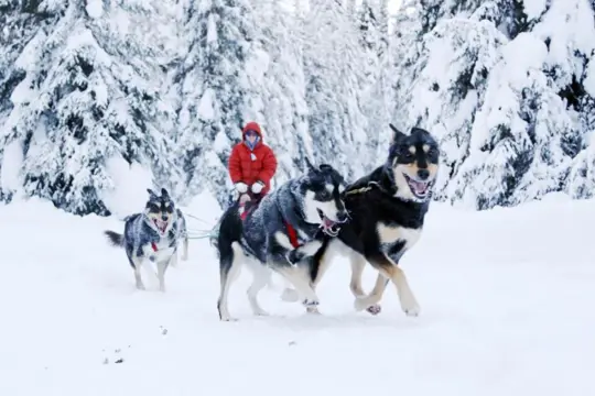 Huskysafari vanuit Jasper