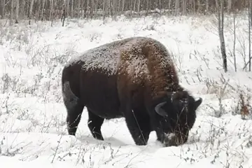 Sneeuwschoenwandeling in Elk Island National Park